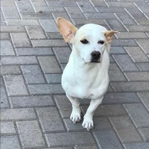 Meet your Posher, Perla